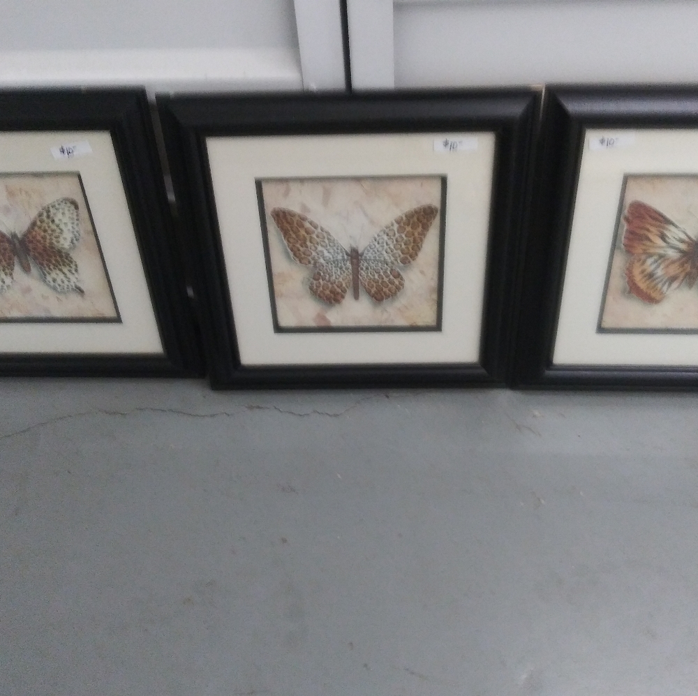 Butterfly pictures
